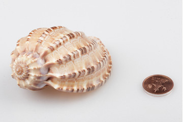 진화의 증거들-조개