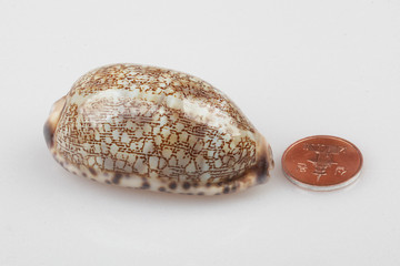 진화의 증거들-조개