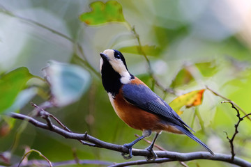 varied tit on branch