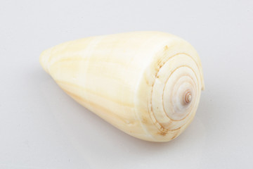 진화의 증거들-조개