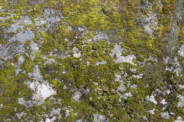 Obraz premium Texture of a stone wall with moss. Old castle stone wall background. Wall made of wild stone. Natural background.