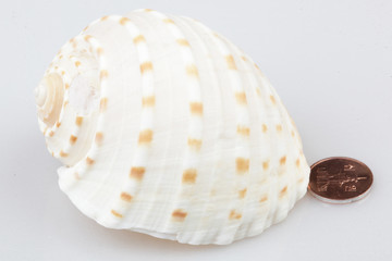 진화의 증거들-조개