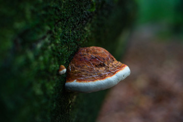 Baumpilz