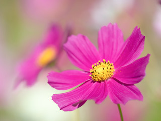 Obraz premium コスモスの花