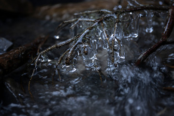 Branch of a frozen tree on the river