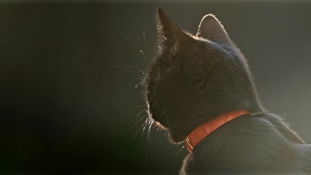Cute black cat in the summer