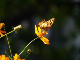 butterfly on flower