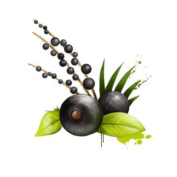 Passiflora ligularis or sweet granadilla or grenadia isolated on white. Plant ligulate corollae. Pulp edible part of the fruit and has a soft sweet taste. Digital art illustration of sweet granadill.