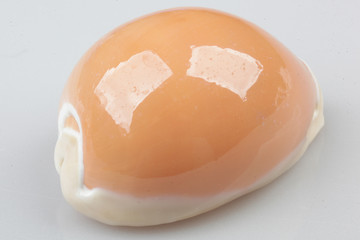 진화의 증거들-조개