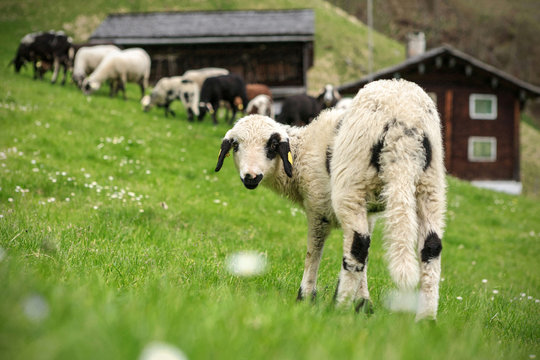 S&uuml;&szlig;er Jungschaf