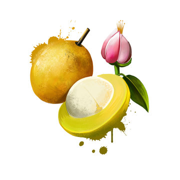 Amazonic traditional fruit bacuri. Platonia insignis, the sole species of the genus Platonia. Bacuri, maniballi, naranjillo and bacurizeiro. Fruits of the world collection. Digital art illustration.