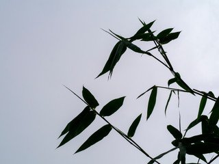 Silhouette bamboo leaves with gray background.