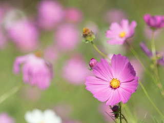 コスモスの花