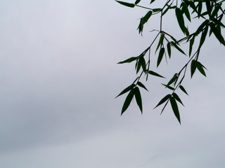 Silhouette bamboo leaves with gray background.