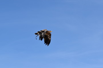 Beauval