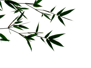 Silhouette bamboo leaves on white background.