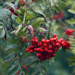 Red ripe rowan berries with water drops under the rain