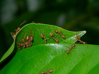 Unity of Rad Ants are building leaf nests.