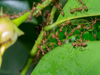 Unity of Rad Ants are building leaf nests.