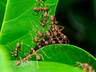Unity of Rad Ants are building leaf nests.