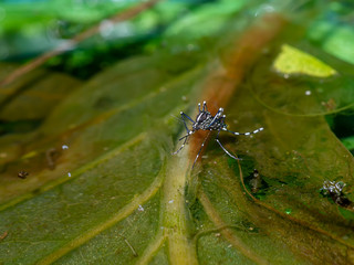 Macro of a Mosquito on water
