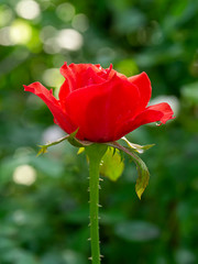 Close up red of Floribunda rose flower.