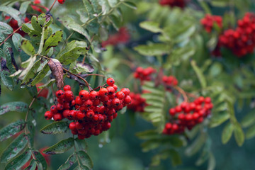 Red ripe rowan berries with water drops under the rain