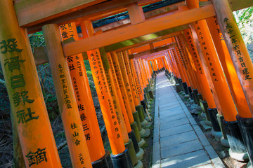 Fototapeta premium Torii gates in Fushimi Inari Shrine, Kyoto, Japan 