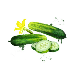 Fresh cucumber, flower and slices isolated.