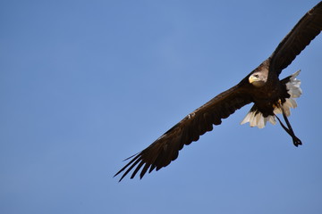 Beauval