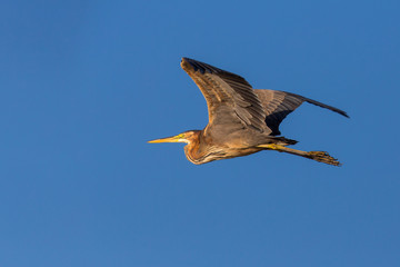 The Purple heron in Flight