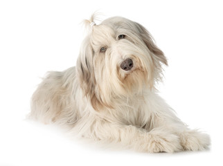 bearded collie in studio
