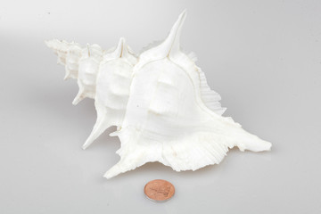 진화의 증거들-조개