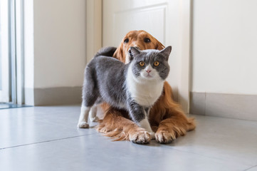 British shorthair and golden retriever friendly