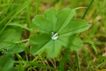 Droplet on the leaf into the wild nature
