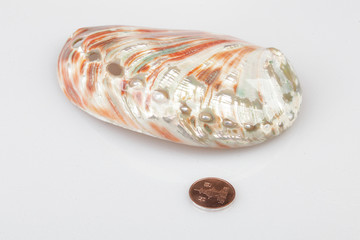 진화의 증거들-조개