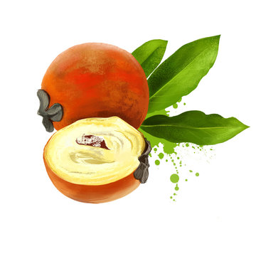 Kamagong, mabolo, talang, butter fruit, velvet apple