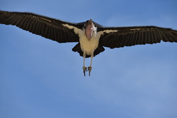Beauval