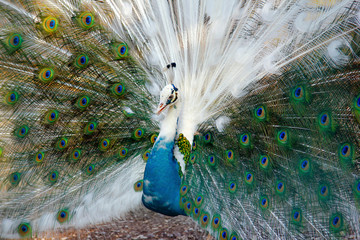 il pavone ha un comportamento simile al gallo cedrone, con accoppiamenti poligami in cui ogni maschio ha un harem di 4-5 femmine.