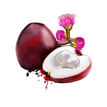 Malaya apple, rose apples or chomphu isolated on white. Syzygium malaccense species of flowering tree. Jamaican apple. Otaheite apple. Fruits of world collection. Digital art illustration.