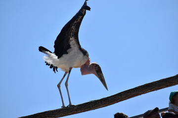 Beauval