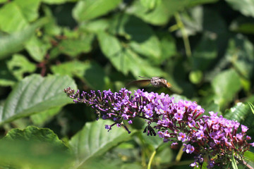 Le larve solitamente pascolano su galio o robbia, ma sono state documentate anche su valeriane, stellarie ed epilobii.