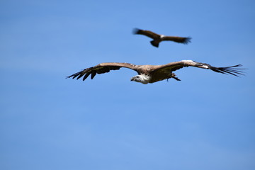 Beauval