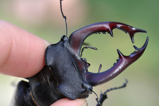 Giant stag beetle with long horns cyclommatus metallifer
