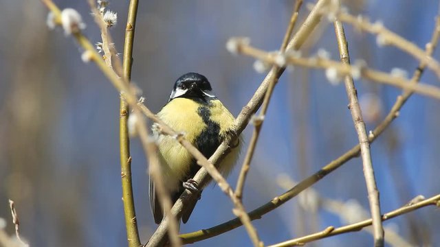Bird Great Tit (Parus major) sits on a branch in the rays of the spring sun in early spring and birds sing around