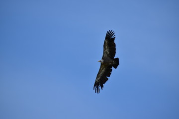 Beauval
