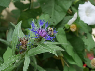 Abeille sur une fleur de bourrache