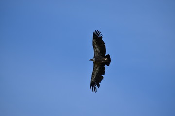 Beauval