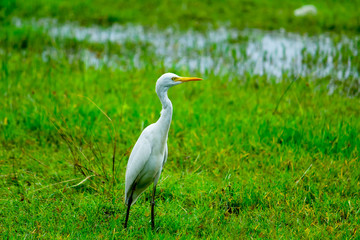 great blue heron