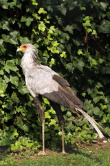 Il nome del genere, Sagittarius, deriva dall'analogia tra le penne sulla testa del serpentario e le frecce di un arciere.